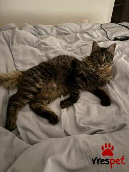 Ράτσα: Άγνωστο - Ημίαιμο | Ηλικία: 8 μηνών | Φύλο: Αρσενικό | Αρ. Microchip: - | Περιοχή: Νέα Σμύρνη, Αττική